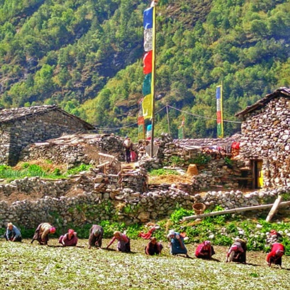 Ten Tibetan women in a row bending to pick potatoes from a field with dry-stone walls and houses in the background. There is a vertical pole with blue, white, red, green and yellow prayer flags at the centre of the image. Annapurna Circuit, Nepal.