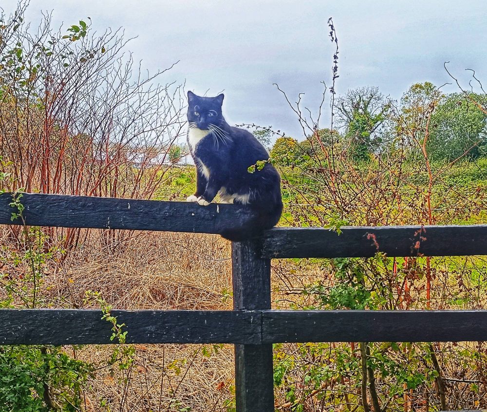 Black cat with white markings on paws and neck perches on a black wooden fence. Ireland.