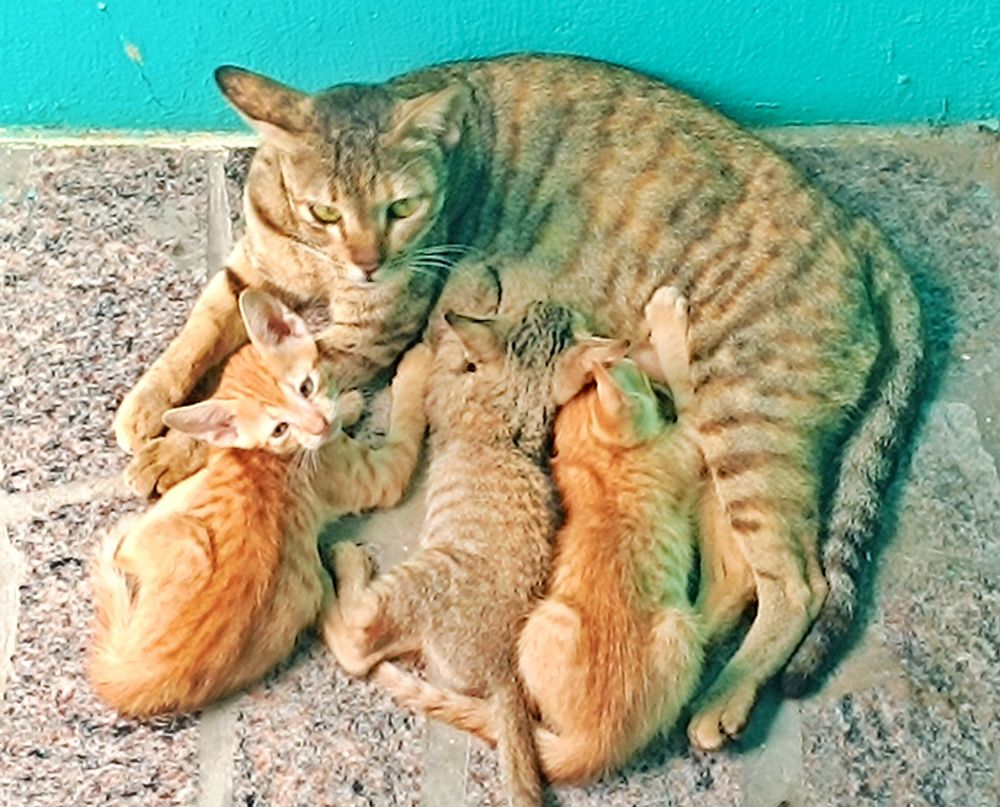 A litter of three newborn kittens feeding from their mother, in this her second occasion to give birth. One week later, the mother cat was at my door plaintively meowling, her offspring having been 'disappeared' by the family taking care of her. Tiruvannamalai, Tamil Nadu, India.