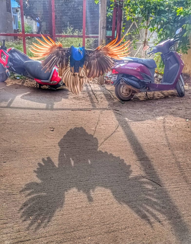 A dramatically-colourful peacock - with vibrant blue body and neck and orange-tipped feathers - jumps at full wingspan from a height and casts an even larger shadow on the ground beneath. 

In the background are two motor scooters and fencing. 

Tiruvannamalai, Tamil Nadu, India. 