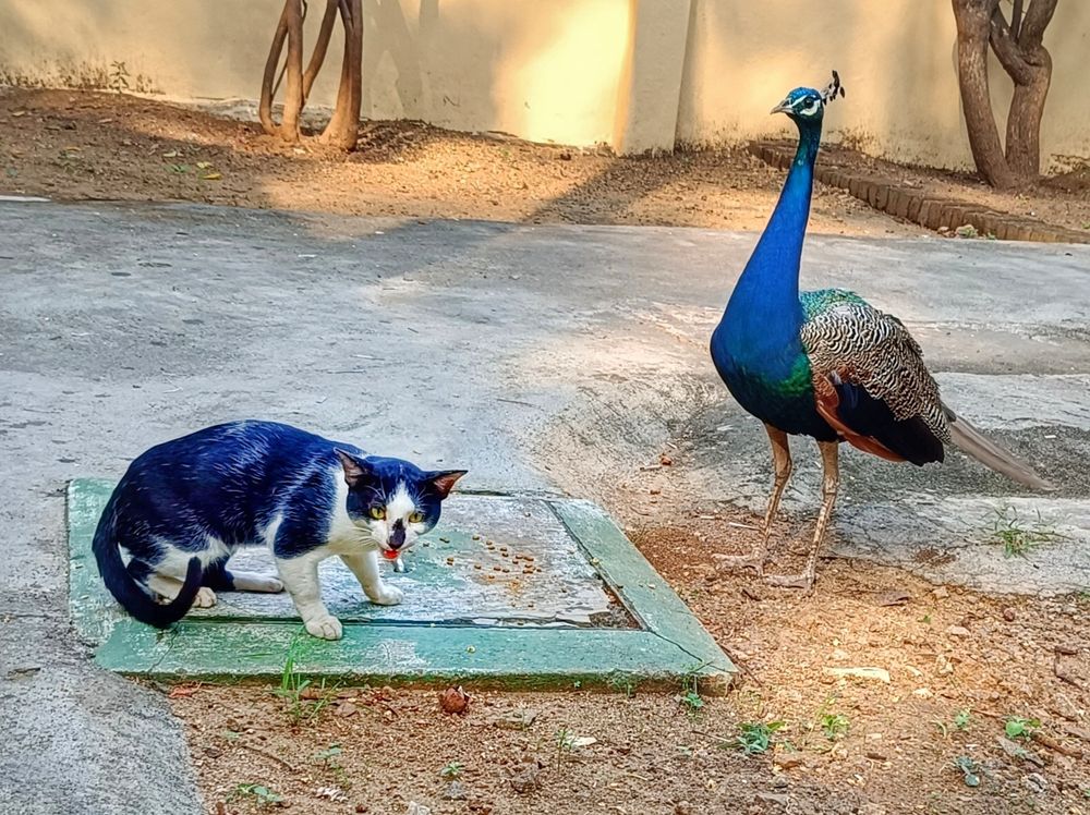 A defensive black cat with white markings shares food with a much bigger peacock bearing a vibrant blue neckline. Tiruvannamalai, Tamil Nadu, India.