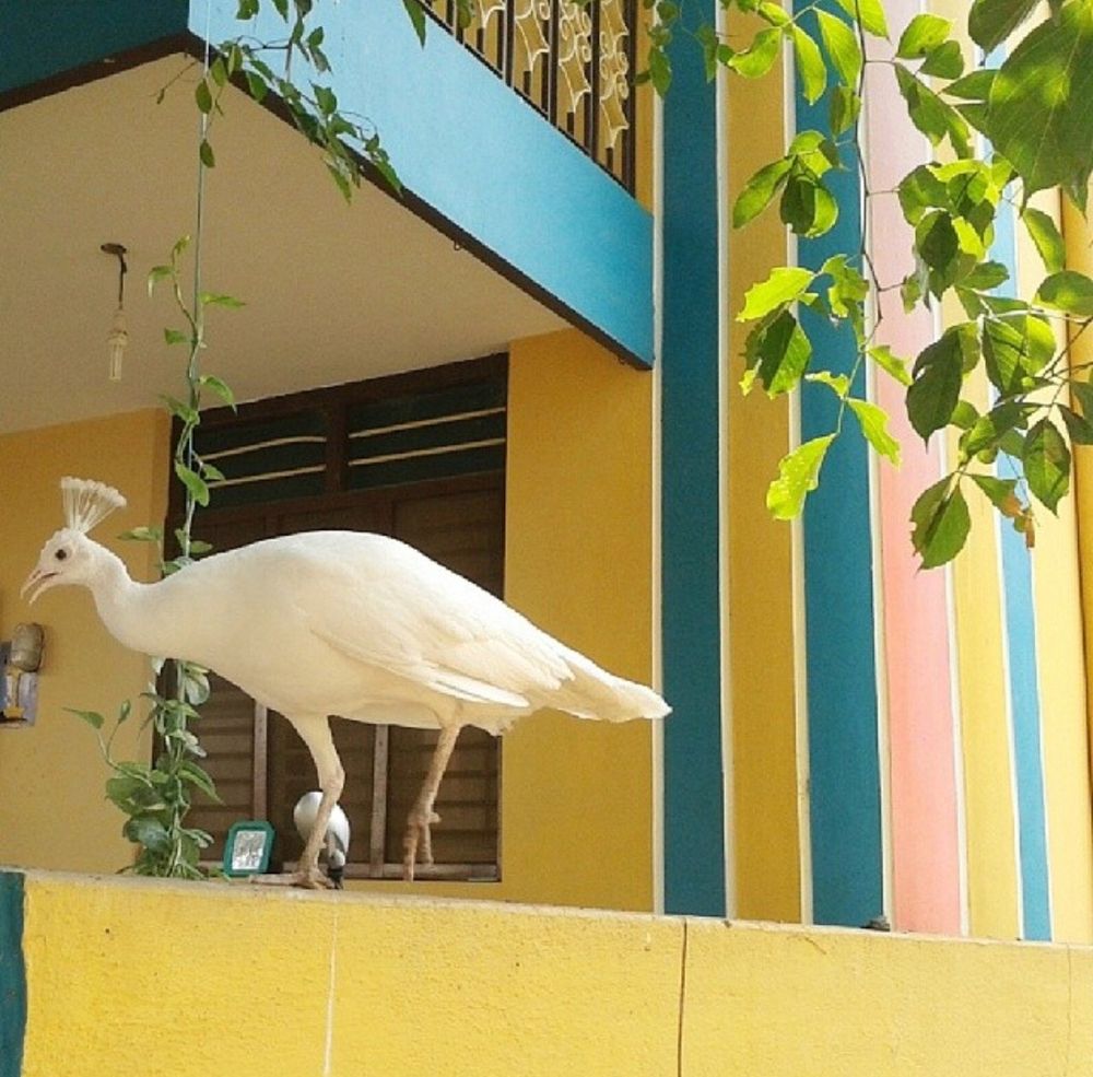 An auspicious white peacock perches on a yellow wall of a house painted with blue, yellow and salmon pink vertical lines, along with overhanging green foliage. Tiruvannamalai, Tamil Nadu, India.