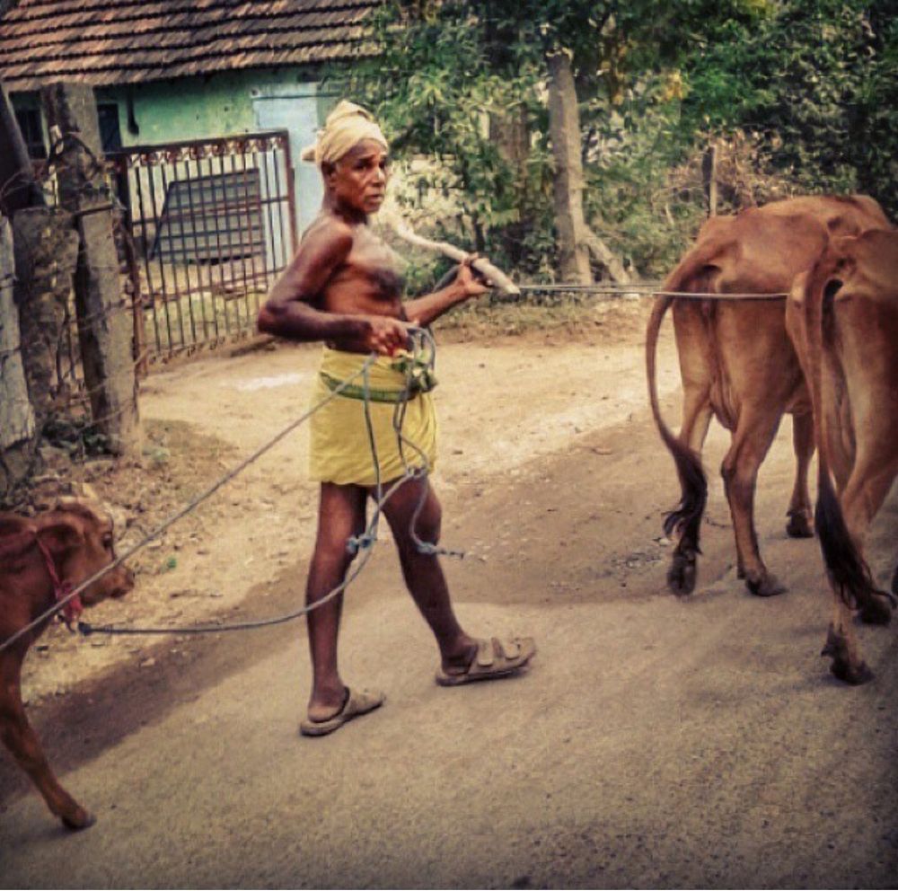 A bare-chested Indian farmer with a scarf wrapped on his head and a yellow lungi around his waist. Before him, he leads two cows with a rope; behind him is a roped calf. Tiruvannamalai, Tamil Nadu, India.