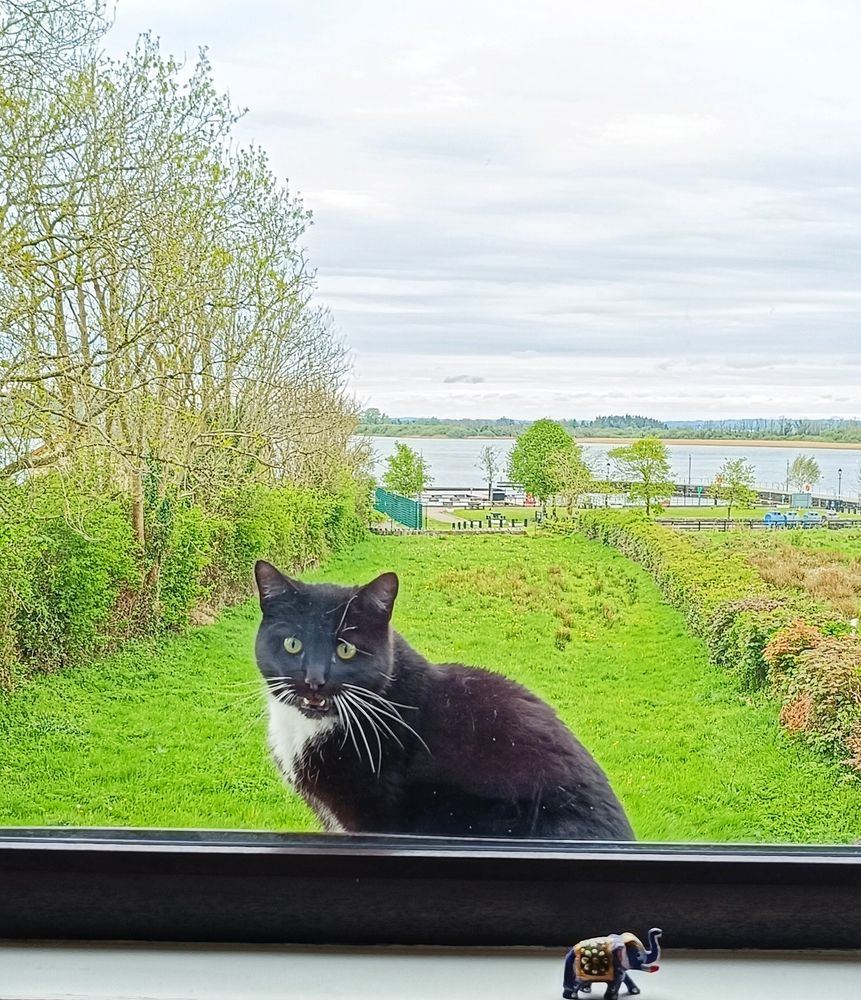 Black cat, with white markings on the throat and paws, stares in a window. There is a green field behind, some trees on the left, and a body of water in the distance. A hand-painted small ceramic elephant sits on the windowsill. Ireland.