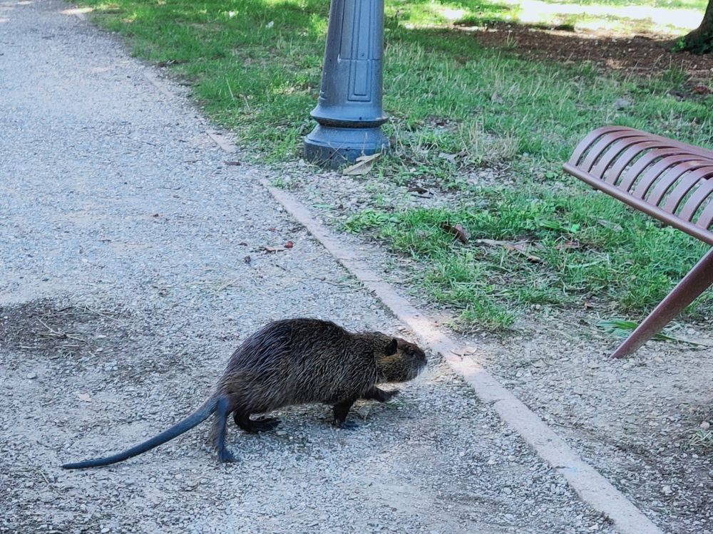 bisamratte auf sonntagsspaziergang in einem park