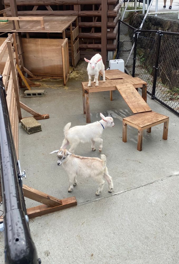 子ヤギが3匹、別の方向を向いて立っている