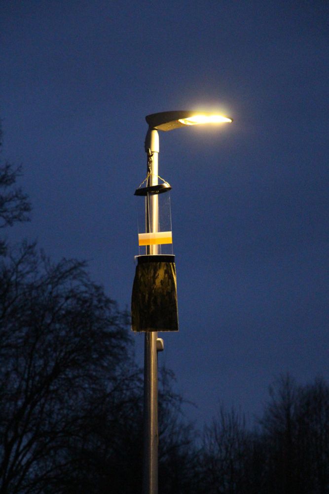 Strassenlaterne (Beleuchtung an!) mit Insektenfalle in der Abenddämmerung