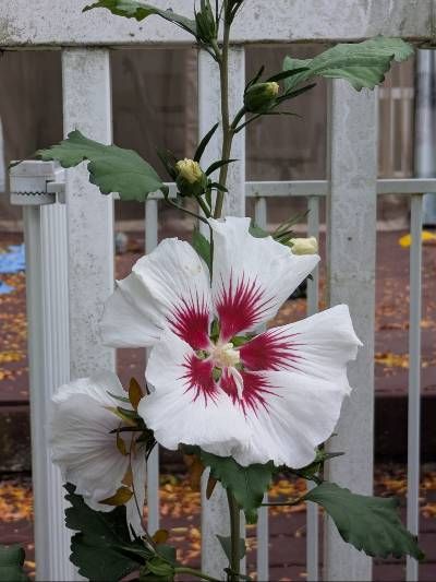 Giant dinner plate flower with white petals and a red center that looks like feathers. It's objectively being ridiculously beautiful. 