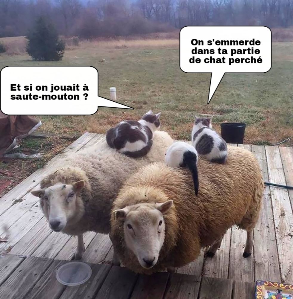 Des chats couchés sur des moutons