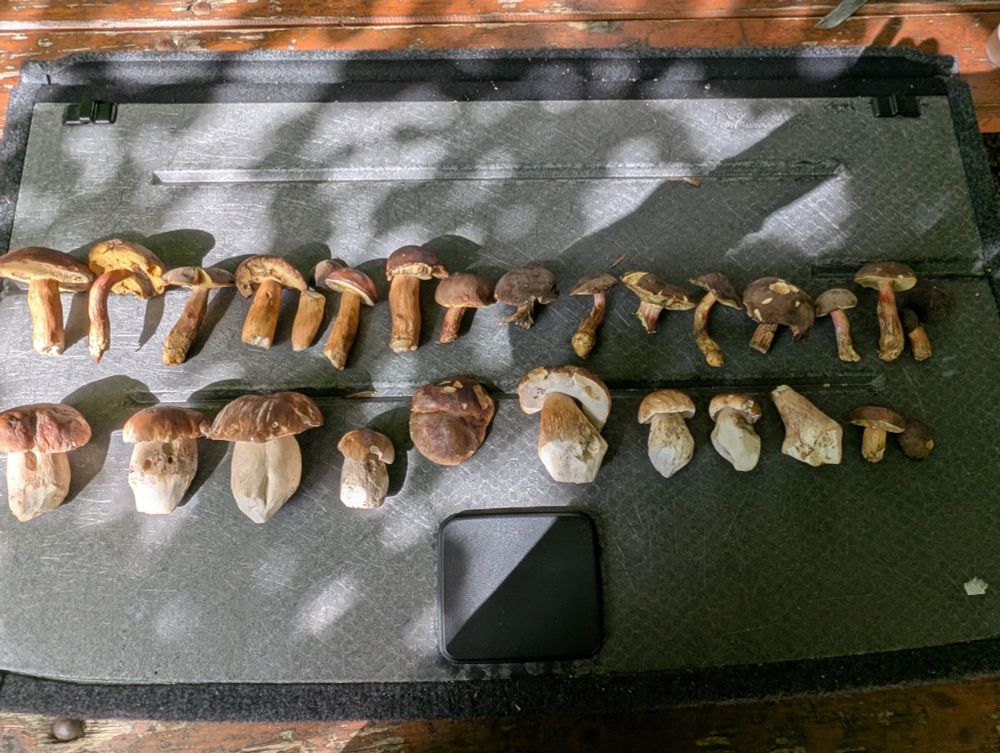 Récolte de champignons 