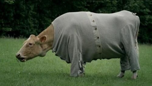 Vache affublée d'un vêtement qui la couvre entièrement sauf la tête et qui ressemble à un pyjama 