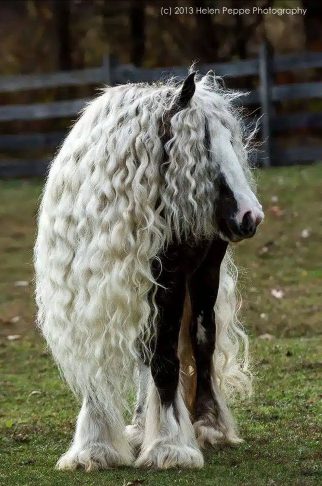 Poney à la crinière blanche qui tombe à ses sabots