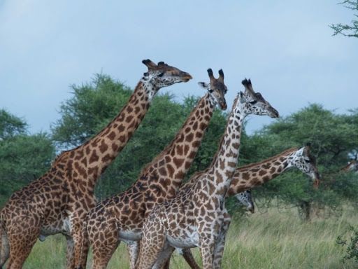 Groupe de girafes qui discutent sur le cinéma de François Truffaut et son film "les 400 coups" #PasDeQuartierPourLeCinéma 