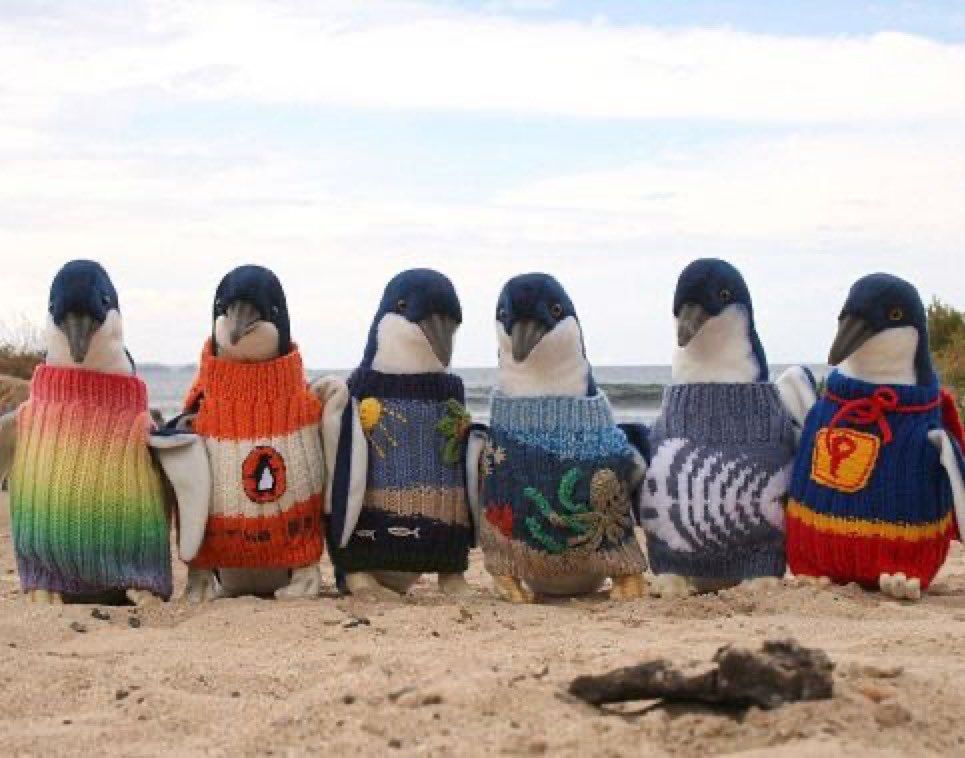 6 pingouins revêtu de vêtements en laine comme des mannequins qui défilent 