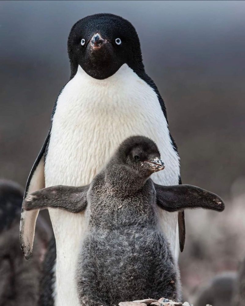 Bébé pingouin qui protège sa maman