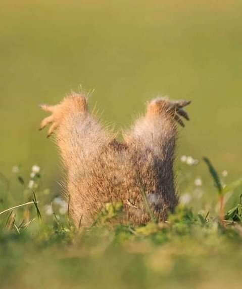 Rongeur qui plonge tête la première dans un trou