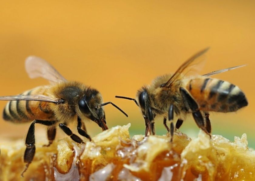 Discussion entre deux abeilles 