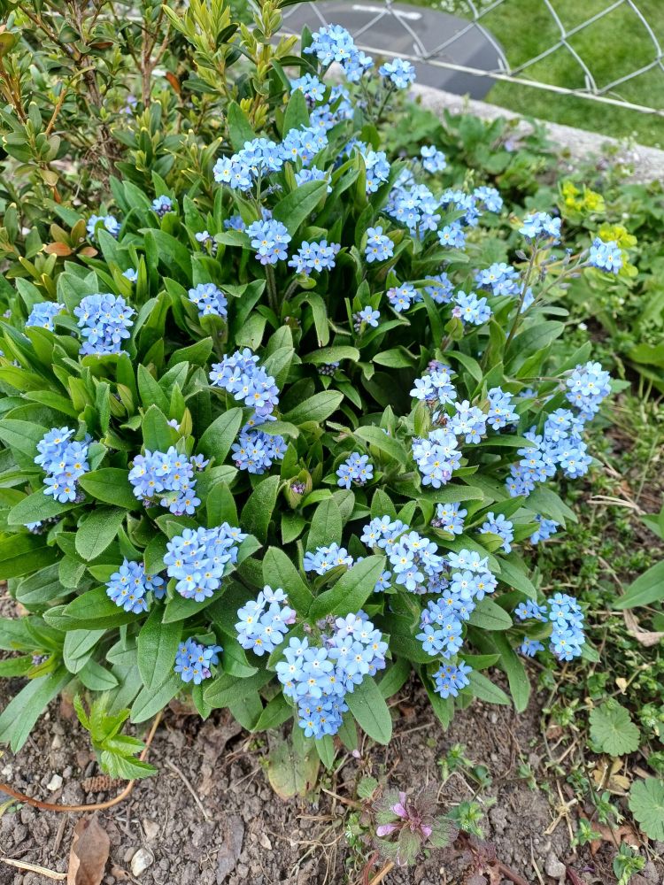 Vergissmeinnicht. Kleine hellblaue Blüten.