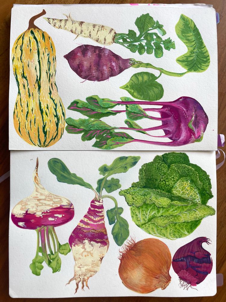 A series of winter Vegetables drawn in acrylic markers. From top to bottom, left to right: Delicata Squash, Parsnip, Sweet Potato, Kohlrabi, Turnip, Rutabaga, Savoy Cabbage, Yellow onion, Red onion