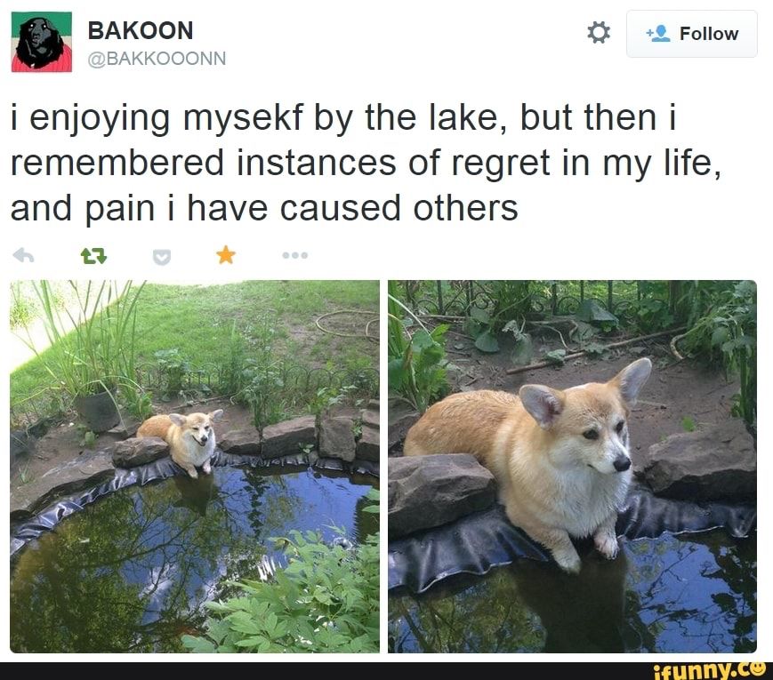 Corgi sitting by a pond looking pensive, text reads “I enjoying mysekf by the lake, but then I remembered instances of regret in my life, and pain I have caused others”