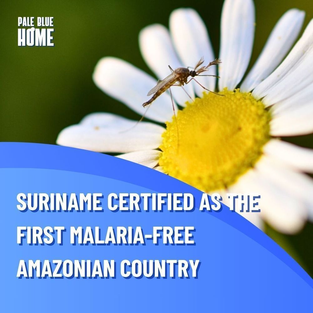SURINAME CERTIFIED AS THE FIRST MALARIA-FREE AMAZONIAN COUNTRY. A background image of a mosquito sitting on a white daisy.
