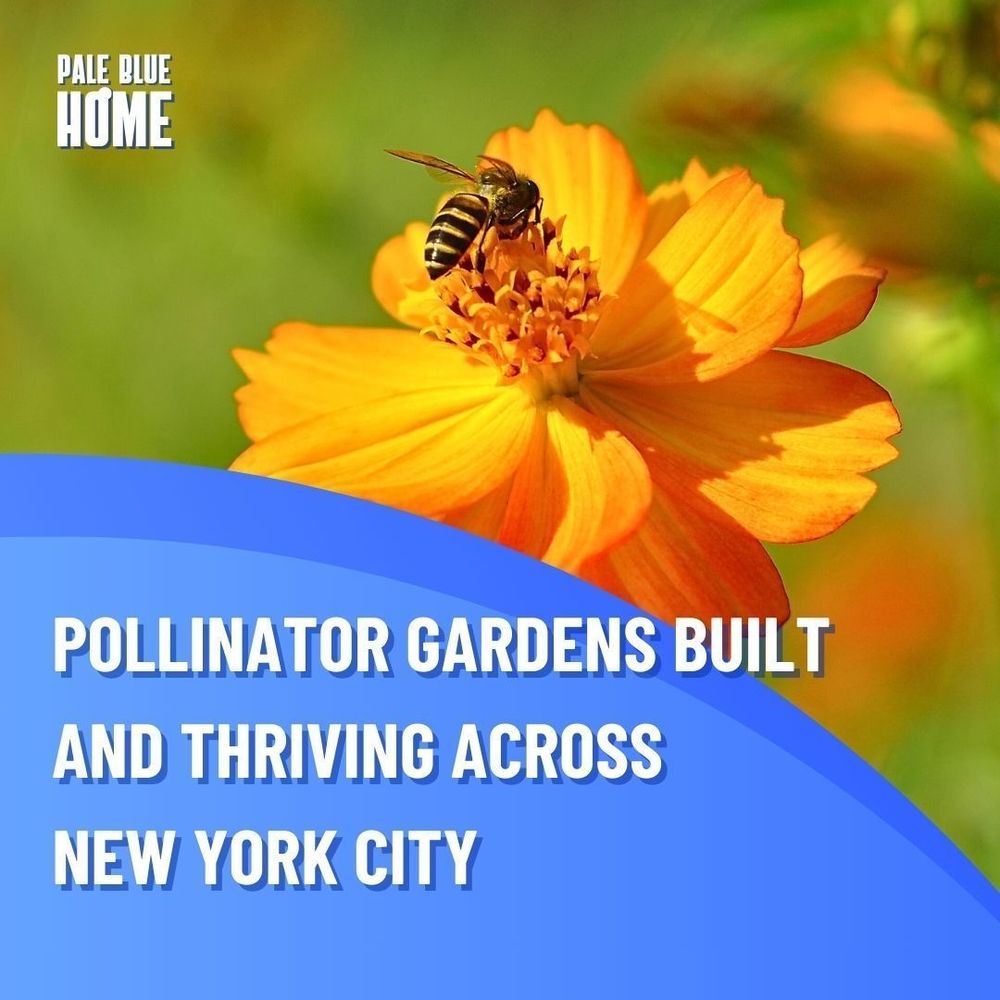 POLLINATOR GARDENS BUILT AND THRIVING ACROSS NEW YORK CITY. A background image of a bee sitting on an orange flower.