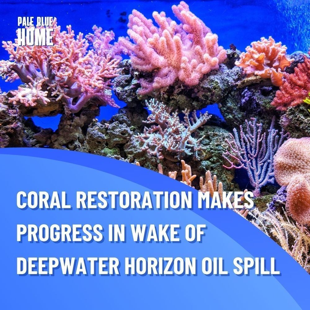 CORAL RESTORATION MAKES PROGRESS IN WAKE OF DEEPWATER HORIZON OIL SPILL. A background image of a coral reef underwater.