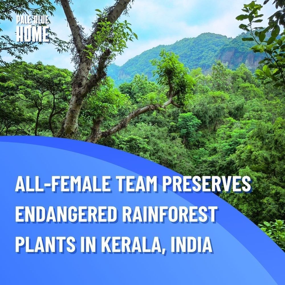 ALL-FEMALE TEAM PRESERVES ENDANGERED RAINFOREST PLANTS IN KERALA, INDIA. A background image of a forest in the Western Ghats, with a tree in the foreground.