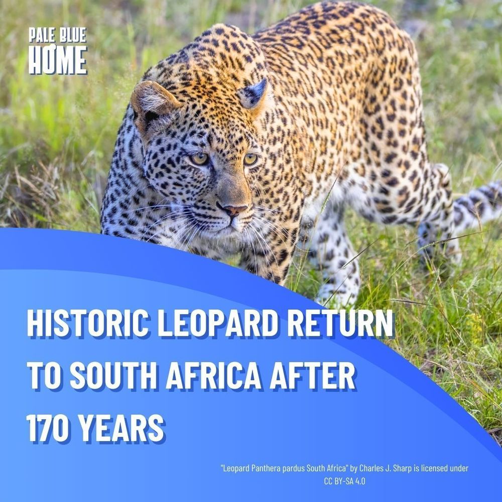 HISTORIC LEOPARD RETURN TO SOUTH AFRICA AFTER 170 YEARS. A background image of an African leopard walking through a field.