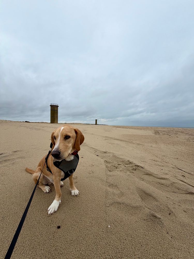 Seamus the bassador on the beach in front of two World War Two spotting towers