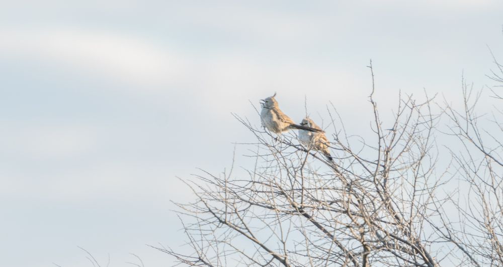 A pair of chirupping wedgebills of which one is vocalising