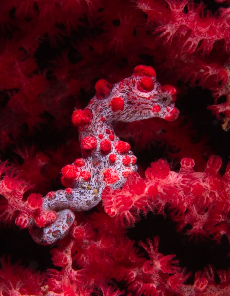 A pygmy seahorse hiding in a soft coral. The seahorse is whitish with red nodules, which resemble the colours of the coral it lives on.