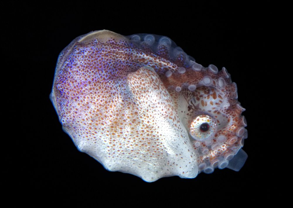 An argonaut viewed from the side. One eye is clearly visible, and the tentacles are tucked into the shell. The shell is mostly covered by the translucent mantle

#Nature #NaturePhotography #Wildlife #WildlifePhotography #UnderwaterPhotography #DiveSky