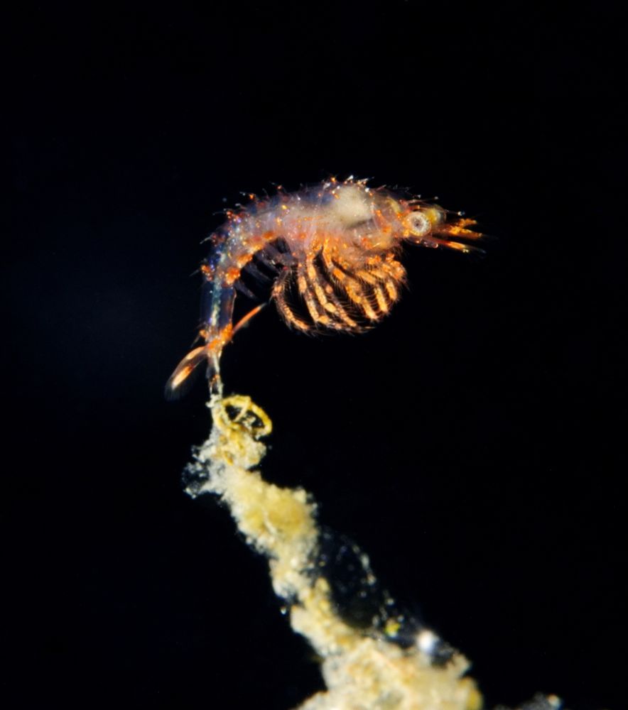 A shrimp-like critter photographed against a dark background. The legs, head and underside of the body are orange; the body is translucent and some whiteish organs can be seen within. A chunk of algae appears to be hanging from its tail.

#Macro #UnderwaterPhotography #Nature #Wildlife #WildlifePhotography #NaturePhotography