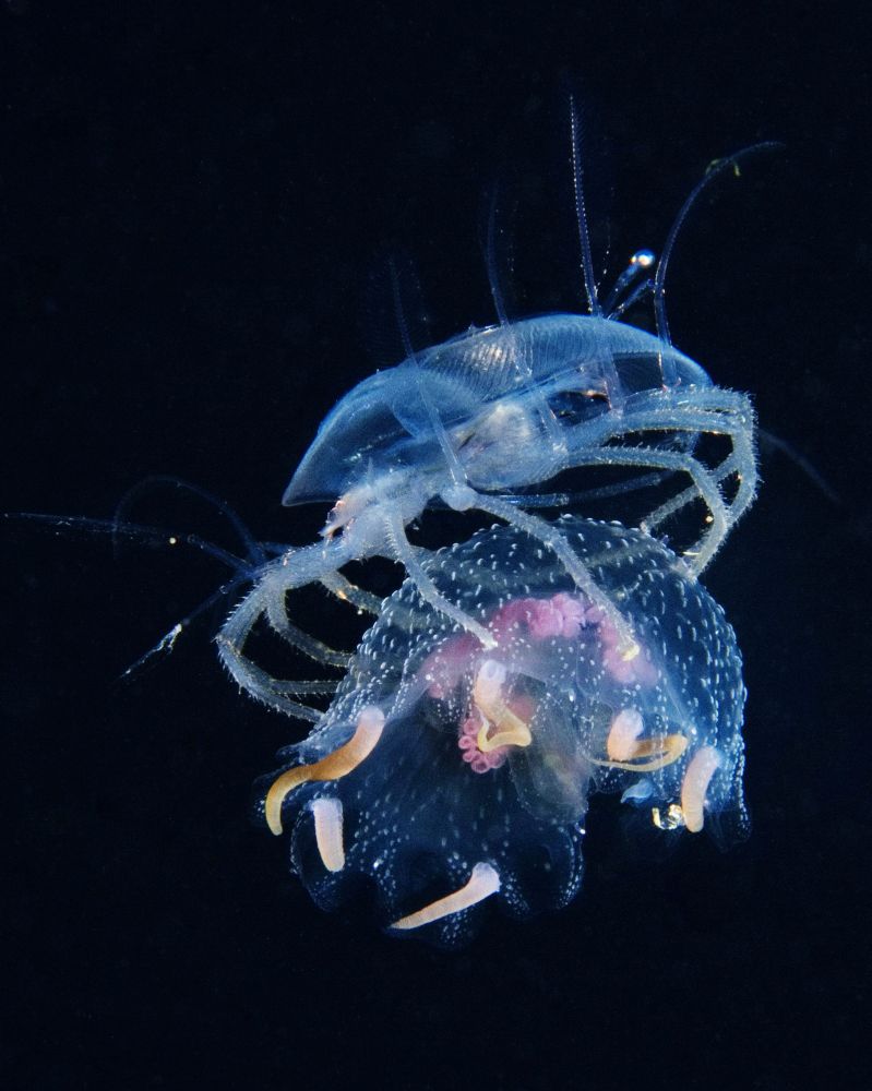 A translucent, ten-legged crustacean on top of a jellyfish. The crustacean has small hairs/spines on its legs but very few other visible features. The jellyfish has a few short, pale brown tentacles, and some purple organs are visible inside the bell. The two are about the same size which gives a very top-heavy appearance to the picture.

#UnderwaterPhotography #Macro #WildlifePhotography #Wildlife #Nature #NaturePhotography