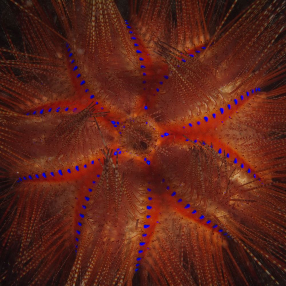 A top-down detailed view of a sea urchin. The spines are clumped together and separated by rows of vivid blue dots on the urchin's tan-coloured outer surface.
