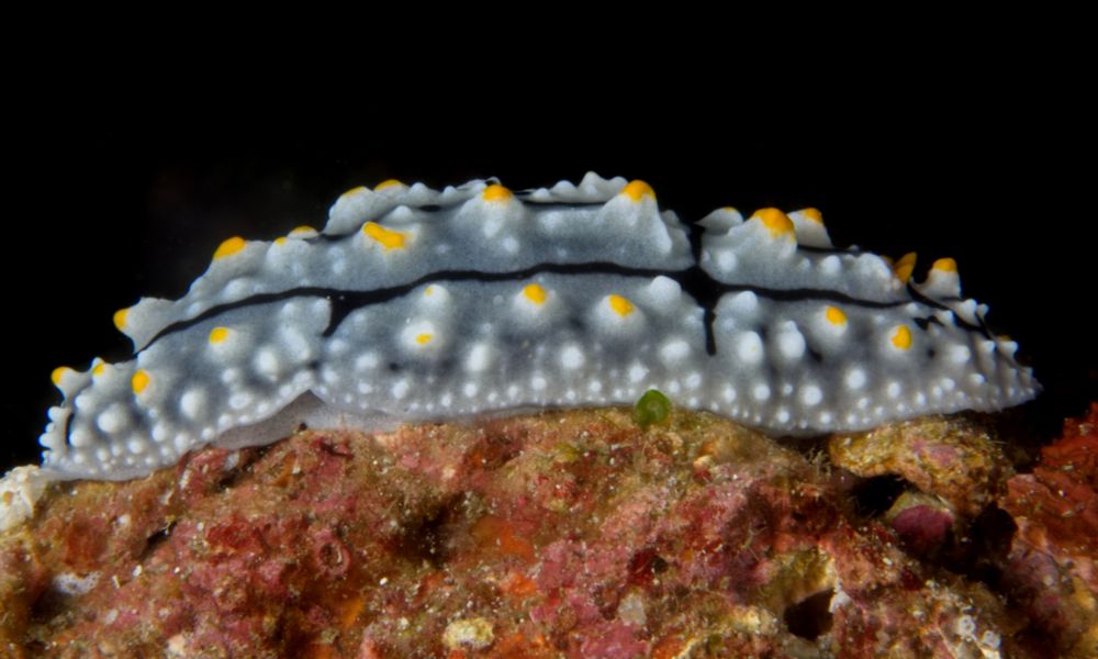 A nudibranch viewed from the side on algae-covered rock. It has a blue-grey body which is covered in tubercles; they are white and the larger ones have yellow tops. There are a few black lines running over the body in between the tubercles. Small yellow rhinopores are just visible.

#Nature #Wildlife #WildlifePhotography #NaturePhotography #UnderwaterPhotography #Macro