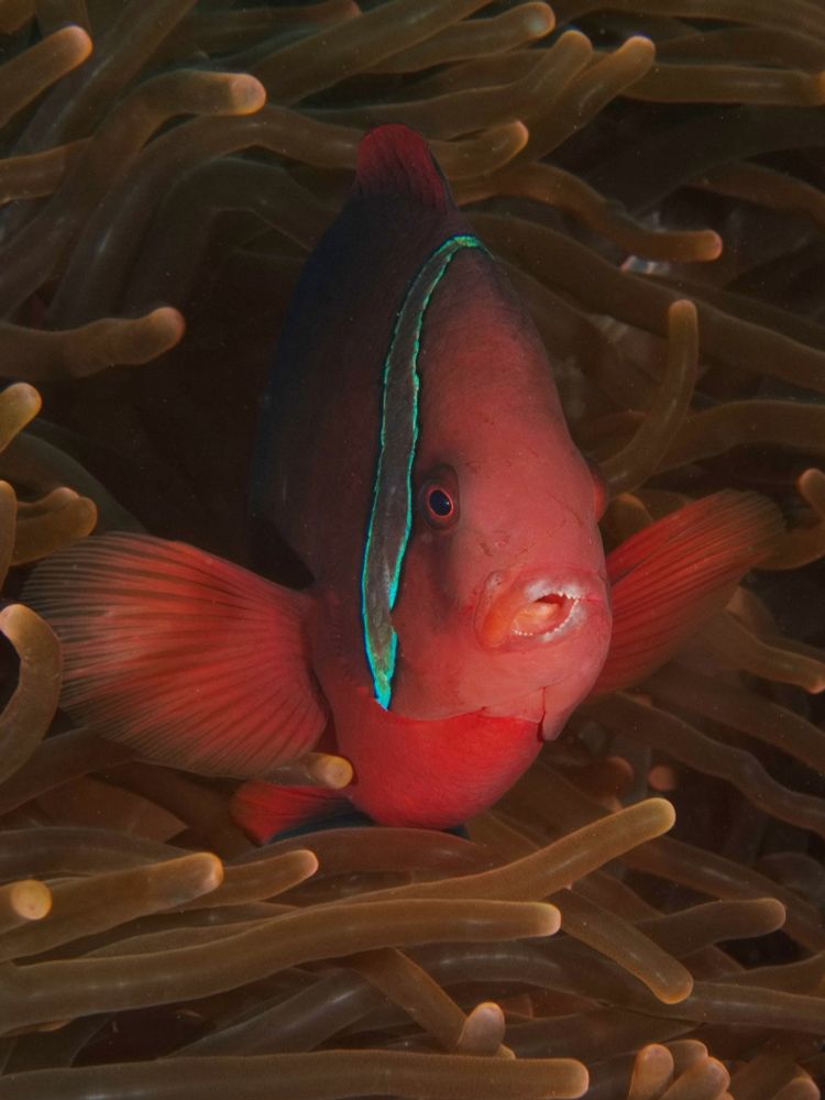 An orange-red fish looking out from between the brown tentacles of an anemone. It has a white bar from the top of its head to below the gills, just behind the eyes. Its mouth has been damaged and its lips are twisted to leave one side of its mouth permanently open.

#UnderwaterPhotography #Nature #NaturePhotography #Wildlife #WildlifePhotography #Macro
