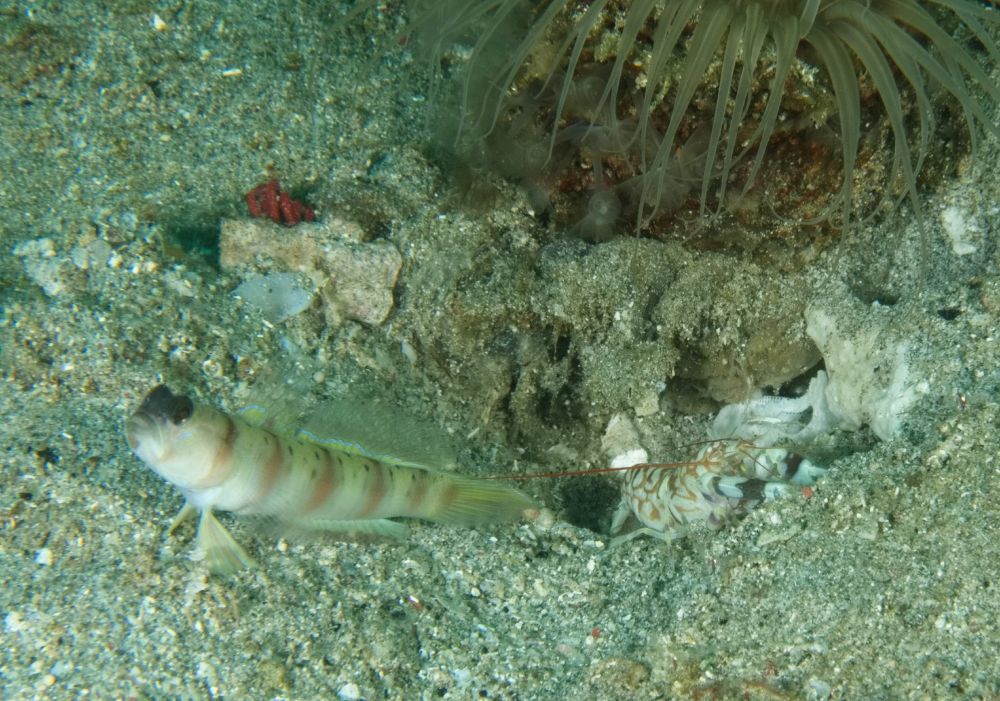 A small fish and a shrimp at the entrance to their shared burrow in the sand. The fish is white, with light brown bands and speckles on its back; it has black eyes. The shrimp is white with irregular light brown markings and a black band on each claw. A tube anemone sits above the burrow.

#UnderwaterPhotography #macro #MacroPhotography #Wildlife #WildlifePhotography