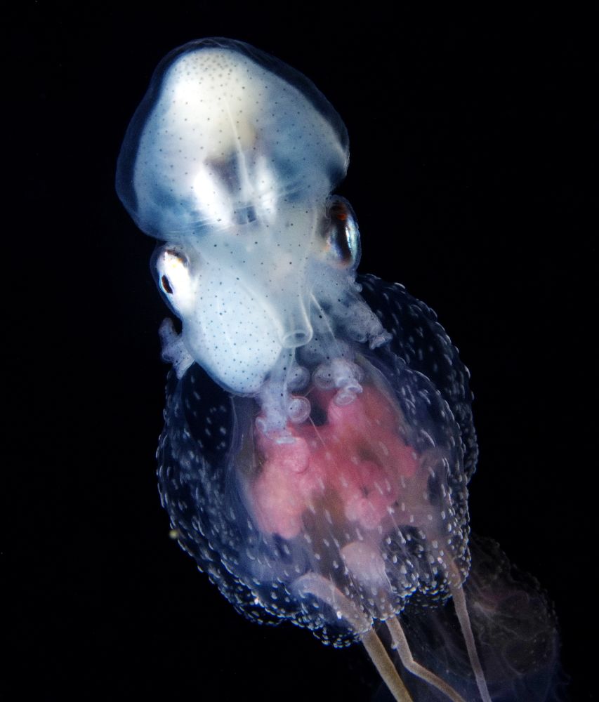 A small white octopus riding a purple jellyfish. The octopus has a mostly white body but transparent body parts can be seen. Its large eyes are prominent and the siphon and some tentacles are also clear. The jellyfish has a transparent bell, and pink/purple internal organs can be seen through it; relatively thick brown tentacles extend from the bell. #UnderwaterPhotography #Macro #NaturePhotography #WildlifePhotography #Nature #Wildlife #Photography