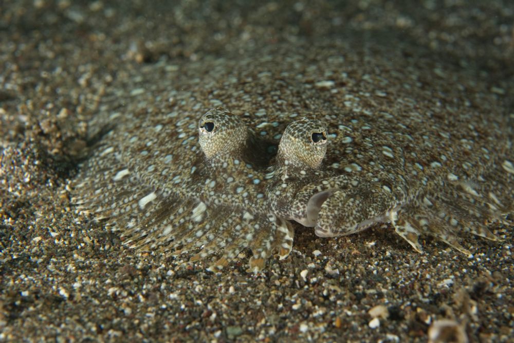 A flatfish lying on sand. Its speckled body blends in very well with the sand grains. The mouth and protruding eyes are prominent features

#Nature #Wildlife #WildlifePhotography #UnderwaterPhotography