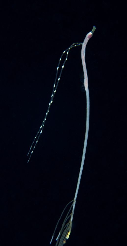A very long, thin fish. Two dorsal spines are extended into long filaments that extend over the back; there are more filaments extending from the tail.

#UnderwaterPhotography #Macro #Blackwater #Wildlife #Nature #NaturePhotography #WildlifePhotography