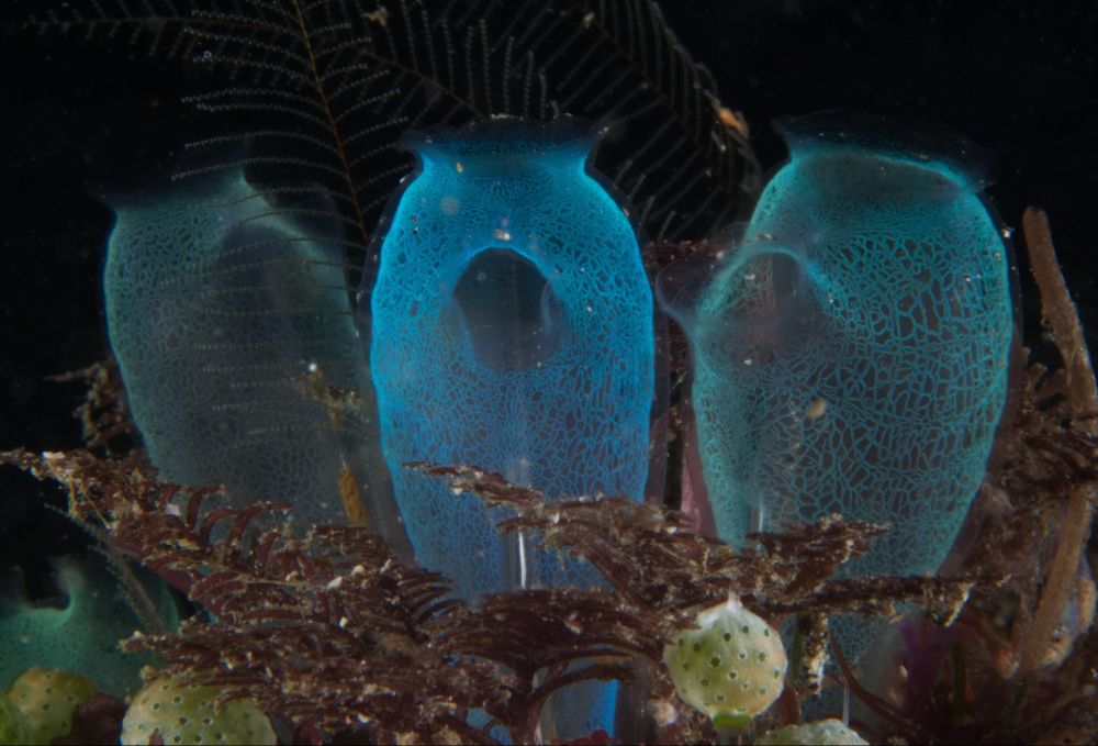 Three small blue tunicates surrounded by soft coral and hydroids