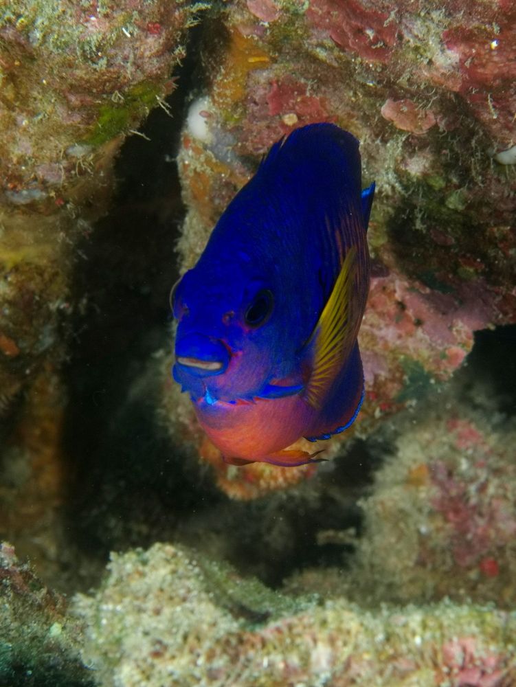 A head-on view of a small fish. It is dark blue with a red belly and yellow pectoral and pelvic fins

#UnderwaterPhotography #Nature #Wildlife #WildlifePhotography