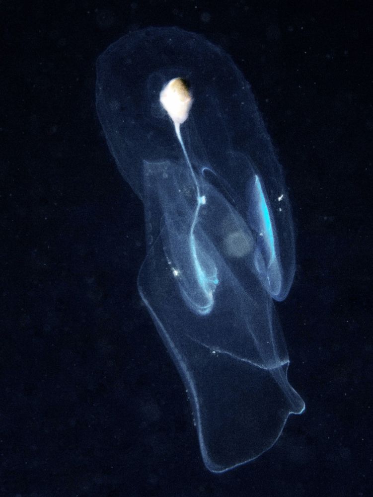 A pelagic nudibranch. A small portion of the gut is easily visible but the rest of it is translucent.

#Macro #Nature #UnderwaterPhotography #Wildlife #WildlifePhotography