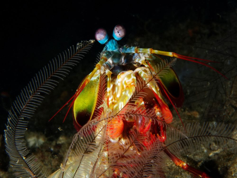 A mantis shrimp facing the camera. Its lilac-coloured eyes it above a blue head; one of the flat green antennae is prominent, as are the mottled arms and red tips of its smashing clubs.

#UnderwaterPhotography #Nature #NaturePhotography #Wildlife #WildlifePhotography 