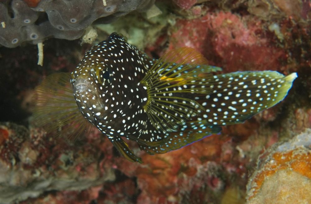 A dark brown fish covered in white spots; it has a prominent white-ringed black spot on its rear dorsal fin,

#DiveSky #Nature #Wildlife #WildlifePhotography #NaturePhotography  #UnderwaterPhotography