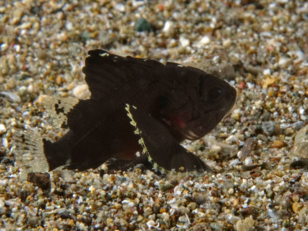 A black fish with translucent rear dorsal and tail fins, sitting on sand

