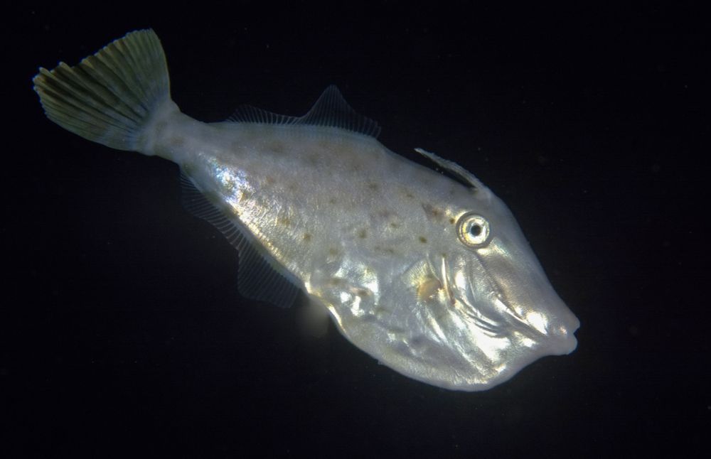 A silvery fish with indistinct brown spots. The dorsal spine is very obvious; the dorsal and anal fins are translucent and hard to see. The fanned-out tail is slightly yellow.

#Nautre #Wildlife #WildlifePhotography #NaturePhotography #UnderwaterPhotography #Macro