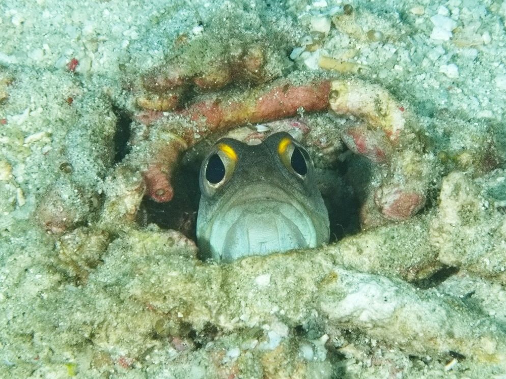 The head of a small fish, protruding from a burrow in coral rubble. It is greyish with a white chin, has a downturned mouth, and prominent yellow marks on the top of its eyes.

#Nature #Wildlife #UnderwaterPhotography #Macro #WildlifePhotography